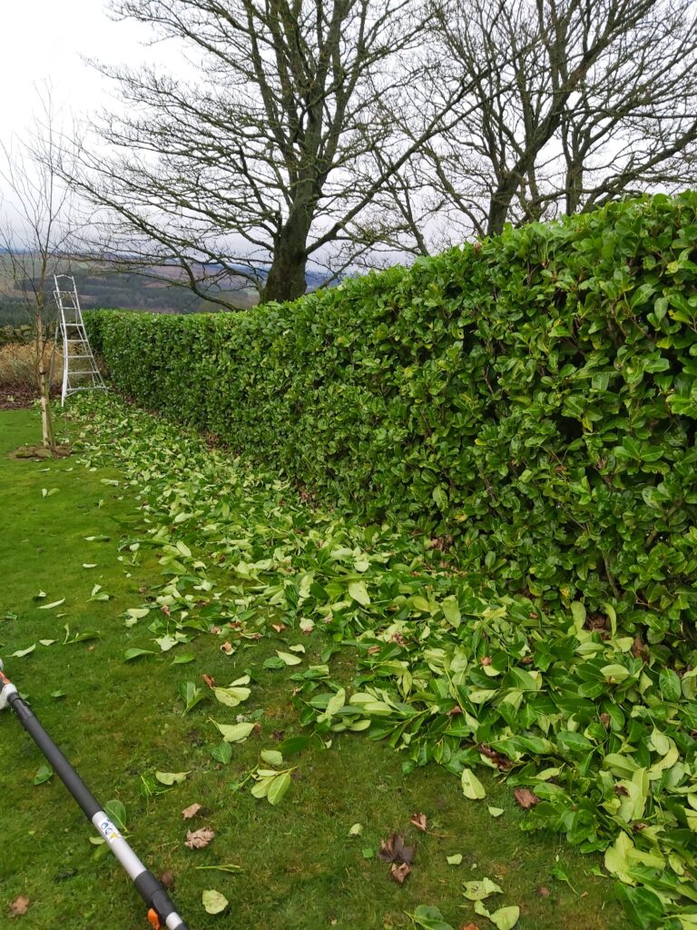 Hedge cutting