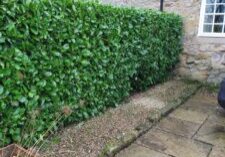 Hedge